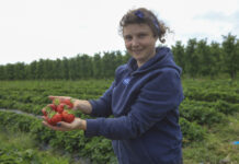 Jak zadbać o jakość truskawek w trakcie zbiorów?