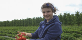 Jak zadbać o jakość truskawek w trakcie zbiorów?