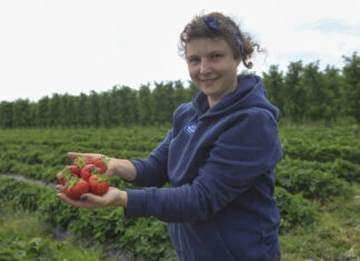 Jak zadbać o jakość truskawek w trakcie zbiorów?