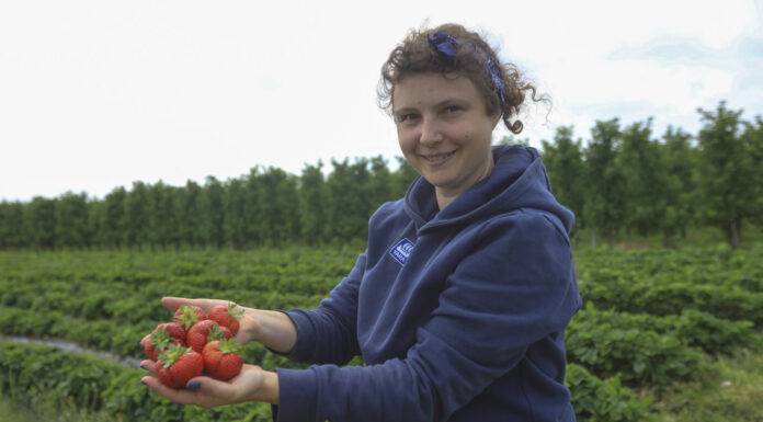 Jak zadbać o jakość truskawek w trakcie zbiorów?
