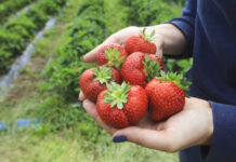 Szara pleśń w truskawkach. „Miksy”, które się sprawdzają