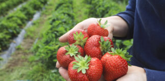 Szara pleśń w truskawkach. „Miksy”, które się sprawdzają