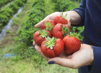 Szara pleśń w truskawkach. „Miksy”, które się sprawdzają