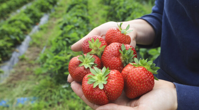 Szara pleśń w truskawkach. „Miksy”, które się sprawdzają