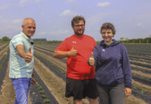 Nowoczesna plantacja truskawek w Hornigach. Zagony wreszcie proste!