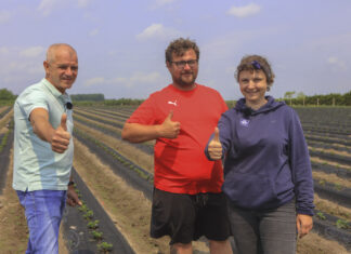 Nowoczesna plantacja truskawek w Hornigach. Zagony wreszcie proste!