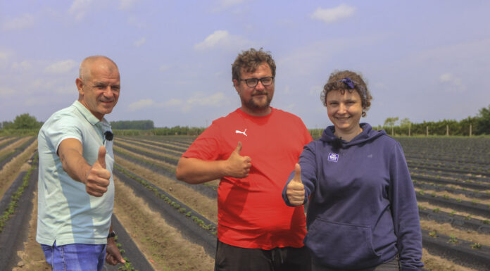 Nowoczesna plantacja truskawek w Hornigach. Zagony wreszcie proste!