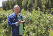 Dlaczego w sezonie 2025 będzie mniej borówek? Analiza Mirosława Garlińskiego z Dolecka