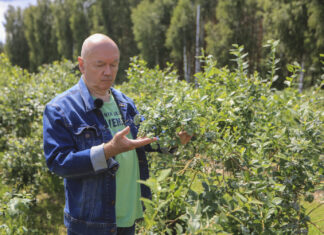 Dlaczego w sezonie 2025 będzie mniej borówek? Analiza Mirosława Garlińskiego z Dolecka