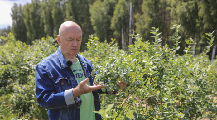 Dlaczego w sezonie 2025 będzie mniej borówek? Analiza Mirosława Garlińskiego z Dolecka