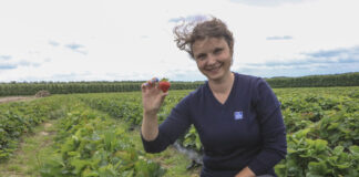 Jak zadbać o truskawki po zbiorze? Zakończenie sezonu w projekcie Truskawkowe Inspiracje malina nawożenie owoce