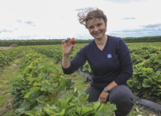 Jak zadbać o truskawki po zbiorze? Zakończenie sezonu w projekcie Truskawkowe Inspiracje malina nawożenie owoce
