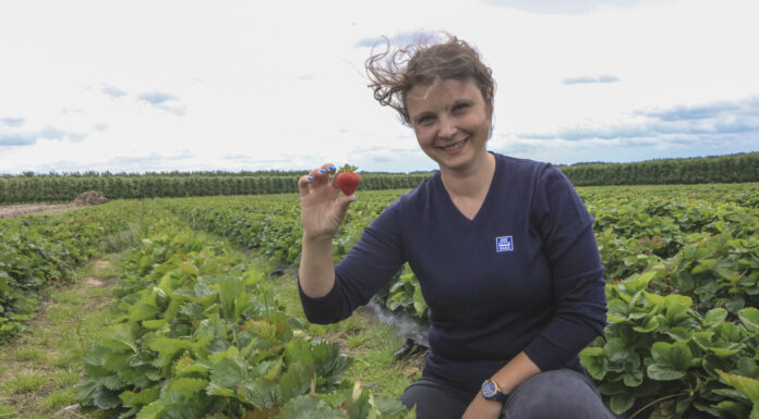 Jak zadbać o truskawki po zbiorze? Zakończenie sezonu w projekcie Truskawkowe Inspiracje malina nawożenie owoce