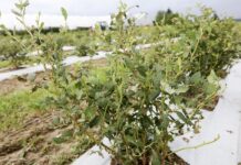 Regeneracja Plantacji Borówki po Gradobiciu. Działania krok po kroku