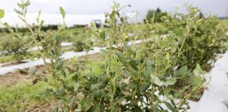 Regeneracja Plantacji Borówki po Gradobiciu. Działania krok po kroku