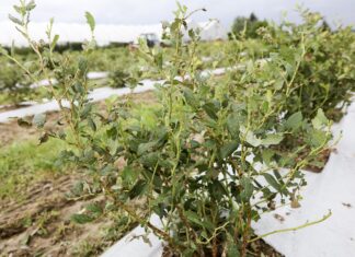 Regeneracja Plantacji Borówki po Gradobiciu. Działania krok po kroku