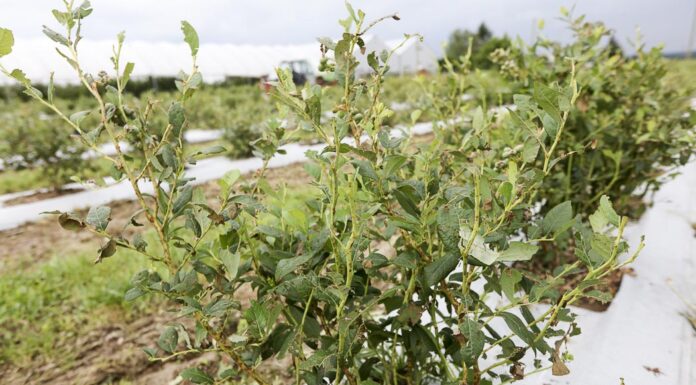 Regeneracja Plantacji Borówki po Gradobiciu. Działania krok po kroku