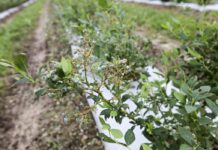 Ubezpieczenie plantacji od gradu – krok po kroku