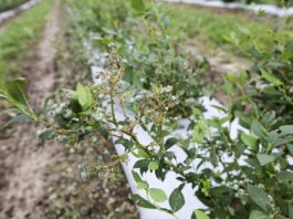 Ubezpieczenie plantacji od gradu – krok po kroku