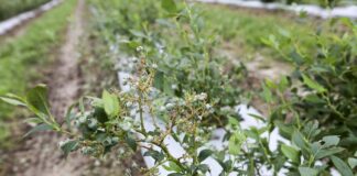 Ubezpieczenie plantacji od gradu – krok po kroku