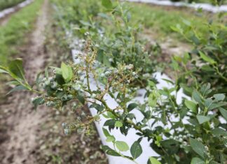 Ubezpieczenie plantacji od gradu – krok po kroku