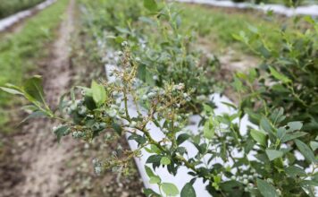 Ubezpieczenie plantacji od gradu – krok po kroku