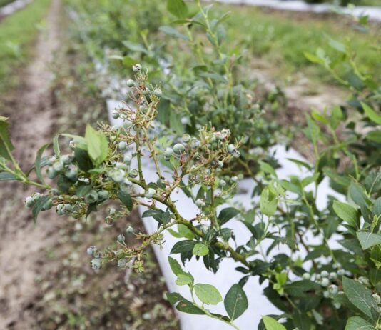 Ubezpieczenie plantacji od gradu – krok po kroku