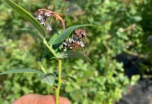 Szara pleśń, antraknoza i szkodniki w borówce (monitoring plantacji, 7.06.2025 r.) antraknoza i szara pleśń w borówce