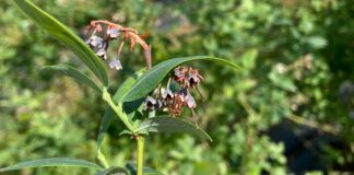 Szara pleśń, antraknoza i szkodniki w borówce (monitoring plantacji, 7.06.2025 r.) antraknoza i szara pleśń w borówce