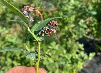 Szara pleśń, antraknoza i szkodniki w borówce (monitoring plantacji, 7.06.2025 r.) antraknoza i szara pleśń w borówce