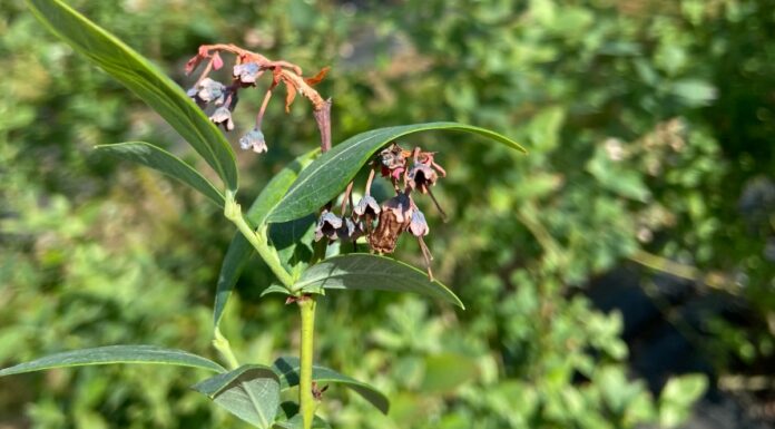 Szara pleśń, antraknoza i szkodniki w borówce (monitoring plantacji, 7.06.2025 r.) antraknoza i szara pleśń w borówce