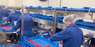 Jak rozwiązać 3 kluczowe problemy w pakowaniu miękkich owoców?