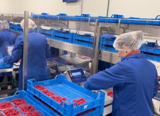 Jak rozwiązać 3 kluczowe problemy w pakowaniu miękkich owoców?