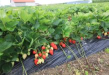 Truskawki przed zbiorami. Pamiętajcie o tych zabiegach!