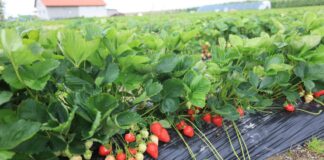 Truskawki przed zbiorami. Pamiętajcie o tych zabiegach!