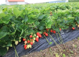 Truskawki przed zbiorami. Pamiętajcie o tych zabiegach!