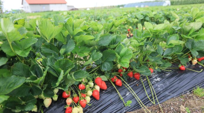 Truskawki przed zbiorami. Pamiętajcie o tych zabiegach!