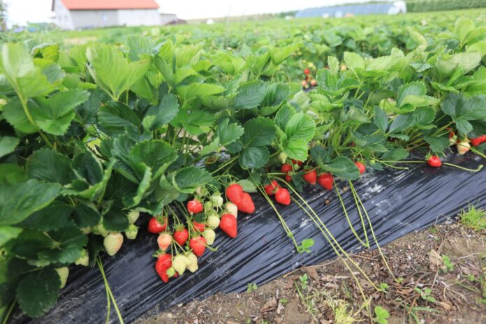 Truskawki przed zbiorami.