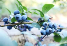 Jakie są najczęstsze błędy plantatorów przy uprawie wczesnych odmian borówki amerykańskiej? borówka amerykańska