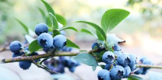 Jakie są najczęstsze błędy plantatorów przy uprawie wczesnych odmian borówki amerykańskiej? borówka amerykańska