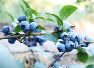 Jakie są najczęstsze błędy plantatorów przy uprawie wczesnych odmian borówki amerykańskiej? borówka amerykańska