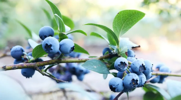 Jakie są najczęstsze błędy plantatorów przy uprawie wczesnych odmian borówki amerykańskiej? borówka amerykańska