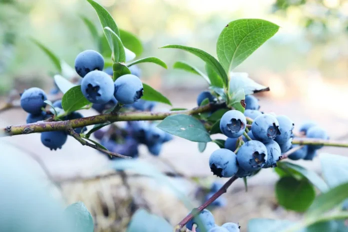 borówka amerykańska