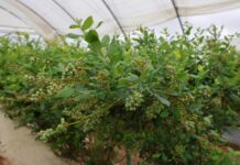 Dlaczego okres kwitnienia i tuż po nim jest krytyczny dla borówek?