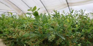 Dlaczego okres kwitnienia i tuż po nim jest krytyczny dla borówek?