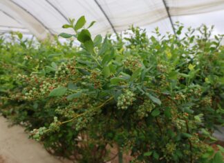 Dlaczego okres kwitnienia i tuż po nim jest krytyczny dla borówek?