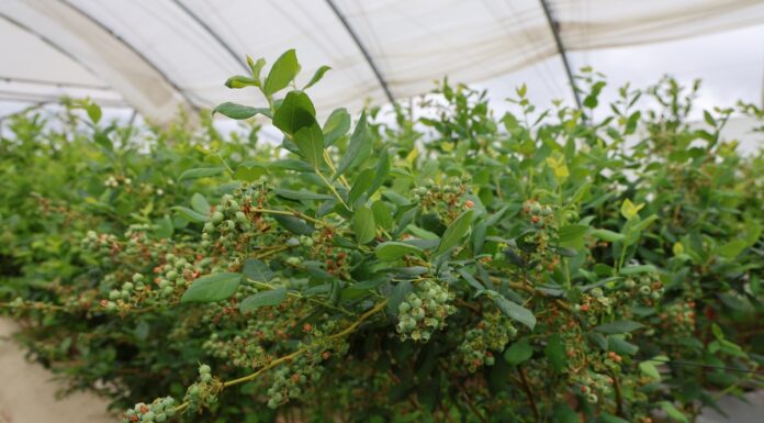 Dlaczego okres kwitnienia i tuż po nim jest krytyczny dla borówek?