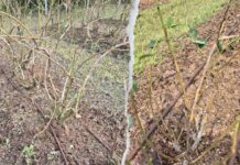 8 minut. Dramat plantatorów borówki z małopolski