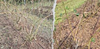 8 minut. Dramat plantatorów borówki z małopolski