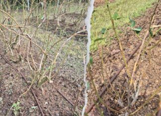 8 minut. Dramat plantatorów borówki z małopolski